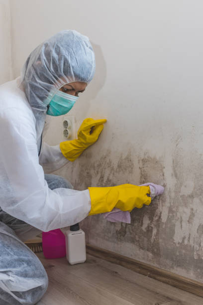 Best Mold-Related Health Consultation  in Connersville, IN